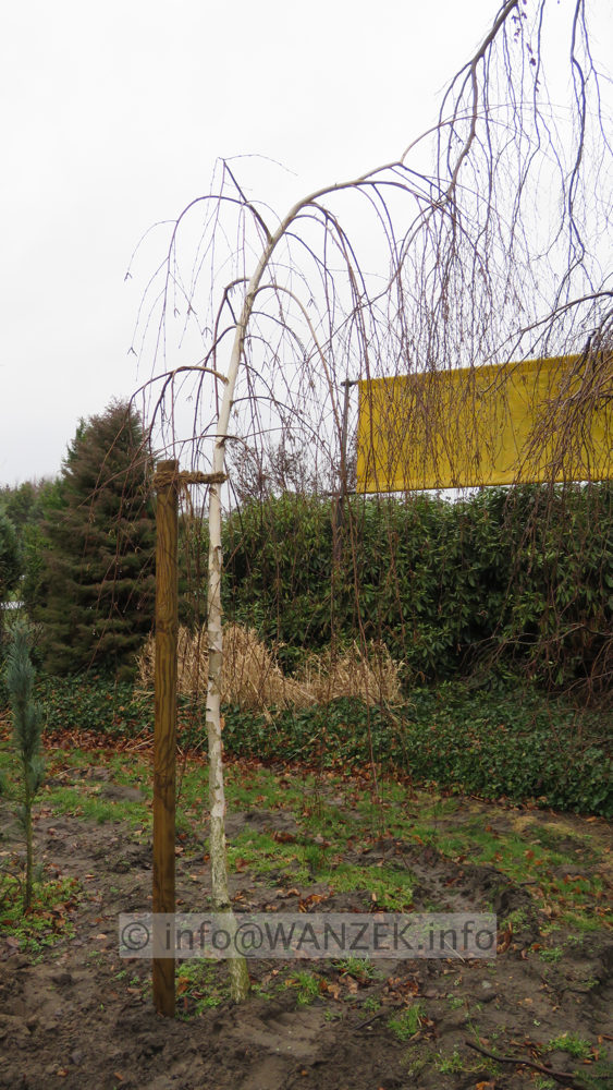 Betula utilis Long Trunk 009.JPG